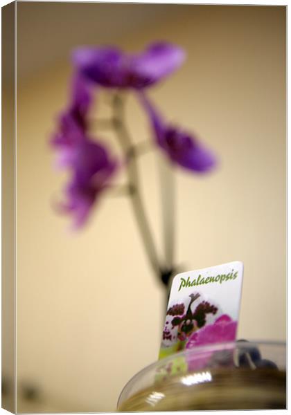 orchid Canvas Print by Tomas Pikturna