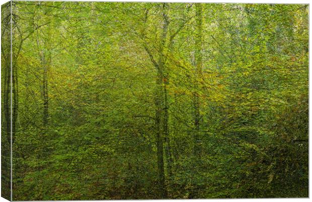 Forest dream Canvas Print by Jean-François Dupuis