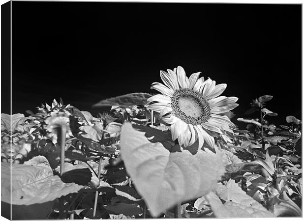 Sunflowers Canvas Print by Jean-François Dupuis