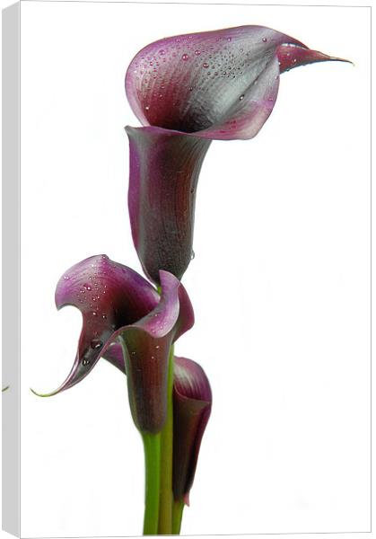 Calla lily in Bloom Canvas Print by Stuart Thomas