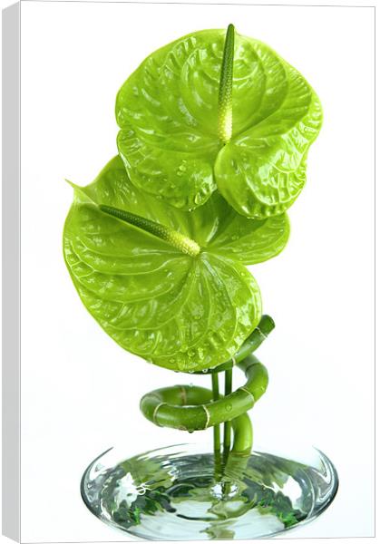 Anthurium in water Canvas Print by Stuart Thomas