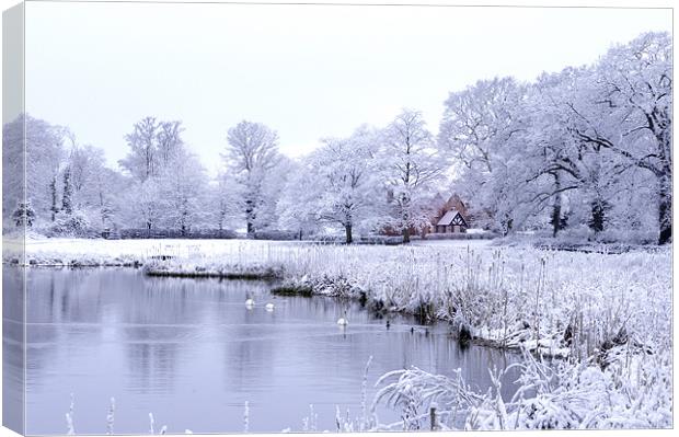 Snow, Trees and Bulrushes Canvas Print by Stuart Thomas
