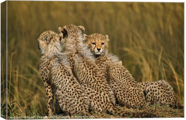 Cheetah cubs on a kopje Canvas Print by Stuart Thomas