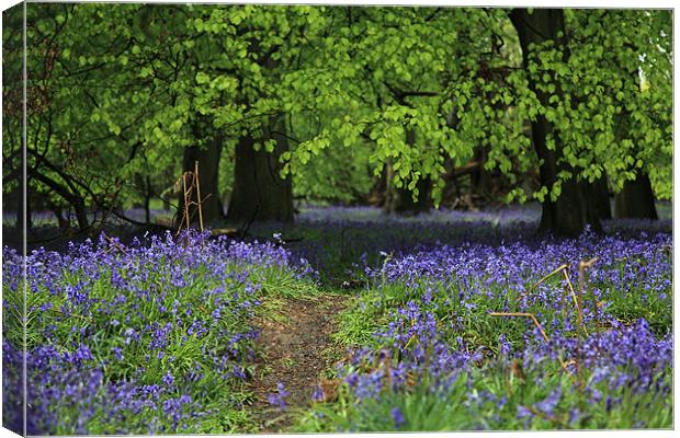 bluebell forest Canvas Print by milena boeva