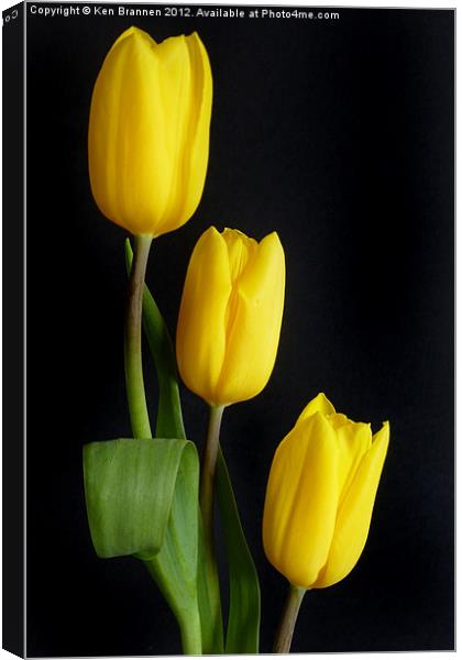 Three yellow Tulips Canvas Print by Oxon Images