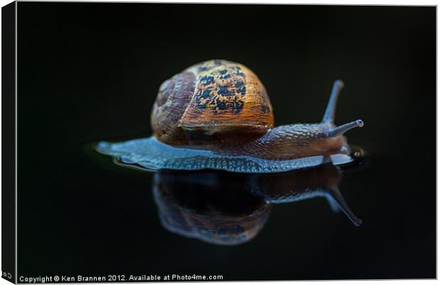 Snail on a black background Canvas Print by Oxon Images