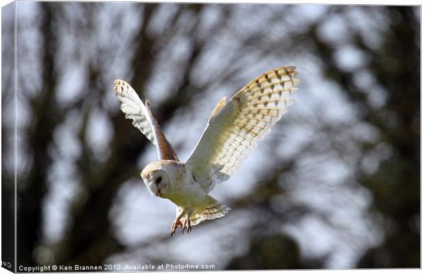 Barn Owl in flight Canvas Print by Oxon Images