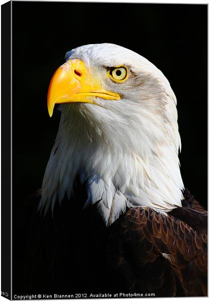 American Bald Eagle 2 Canvas Print by Oxon Images