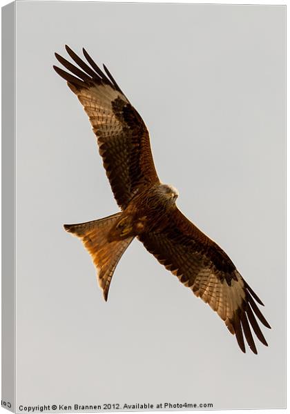 Red kite flying 2 Canvas Print by Oxon Images