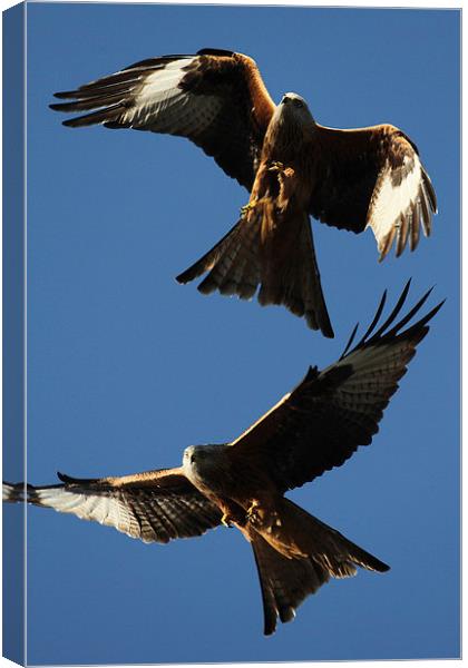 Two Red Kites Canvas Print by Oxon Images