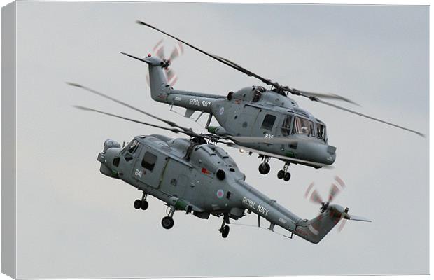 Navy lynx display Canvas Print by Oxon Images