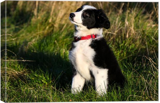 Border Collie puppy 2 Canvas Print by Oxon Images