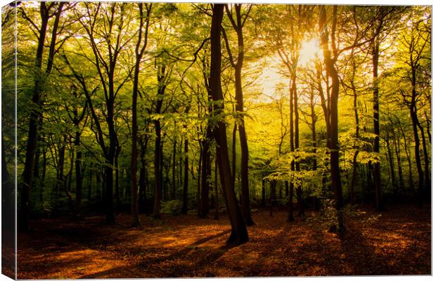 Early Summer Woodland Canvas Print by Oxon Images