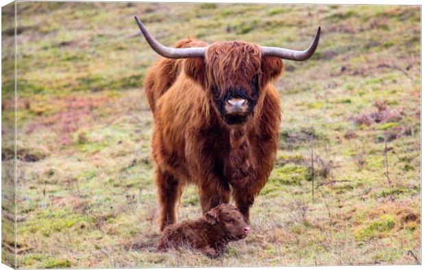 Highland Cow and new Calf Canvas Print by Oxon Images