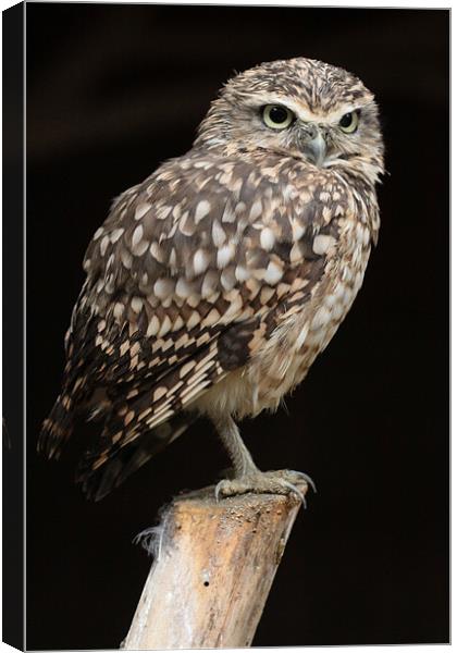 Burrowing Owl Canvas Print by Oxon Images