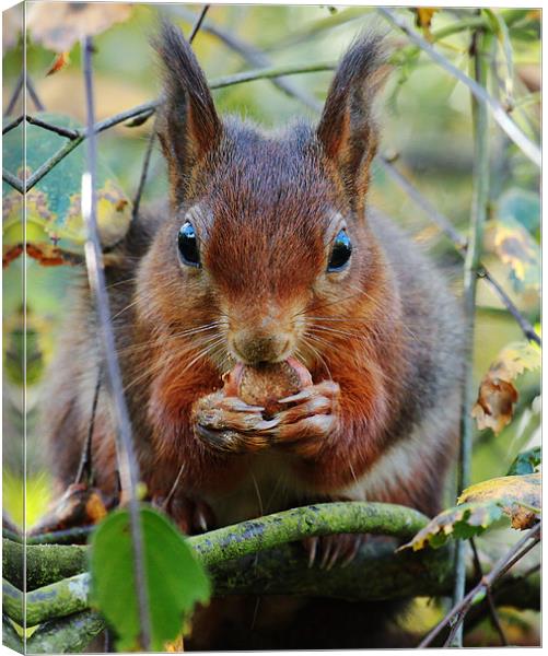 Hungry Red Squirrel Canvas Print by Oxon Images