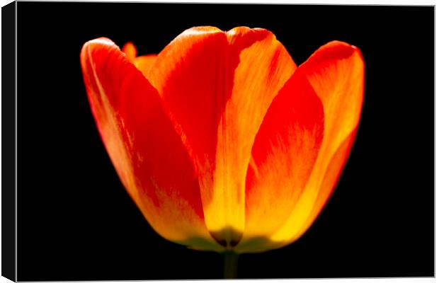 Brightly coloured Tulip Canvas Print by Oxon Images