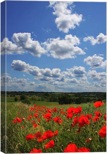 Poppies 2 Canvas Print by Oxon Images