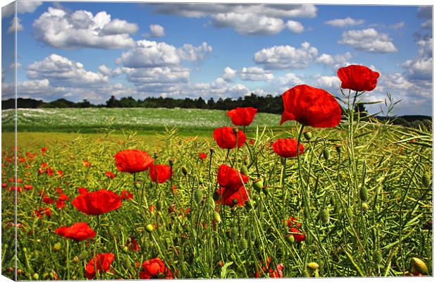 Poppies 3 Canvas Print by Oxon Images
