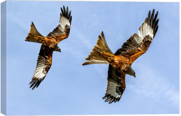 Red Kites Swooping In Oxfordshire Canvas Print by Oxon Images