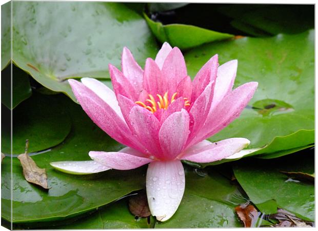 Waterlily in the rain Canvas Print by Ginny Gregg