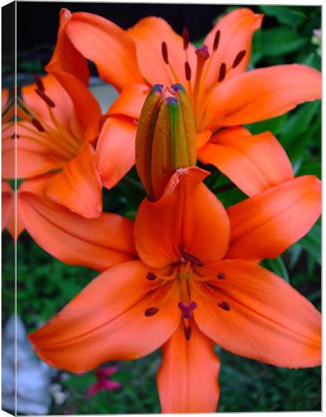 Flaming Lilies Canvas Print by Ginny Gregg