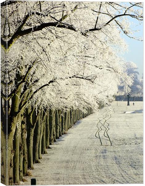 Frosty Trees on the Racecourse in Northampton Canvas Print by Ginny Gregg