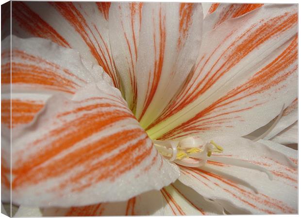 Natural Amaryllis Canvas Print by Heather Gale