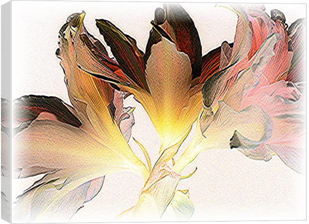 Feathered Amaryllis Canvas Print by Heather Gale