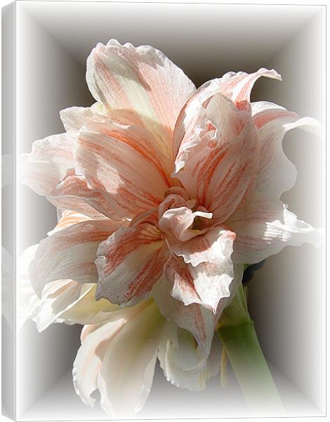 Amaryllis in soft frame Canvas Print by Heather Gale