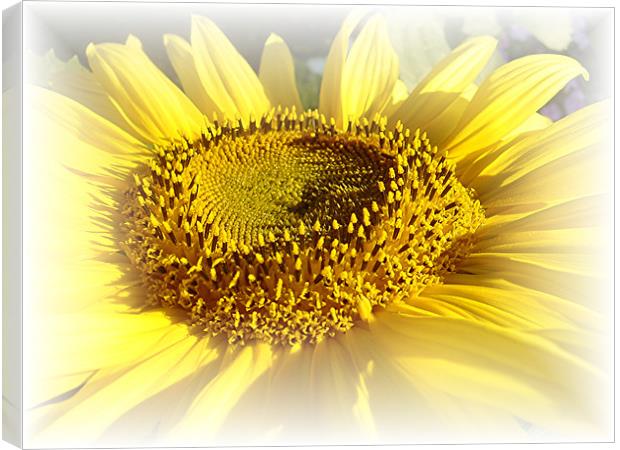 Gentle Sunflower Canvas Print by Heather Gale