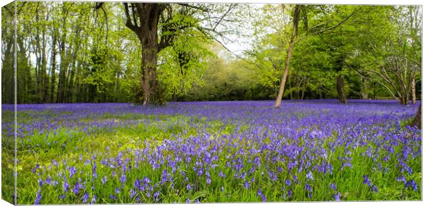 Enys Gardens Bluebells Canvas Print by David Wilkins