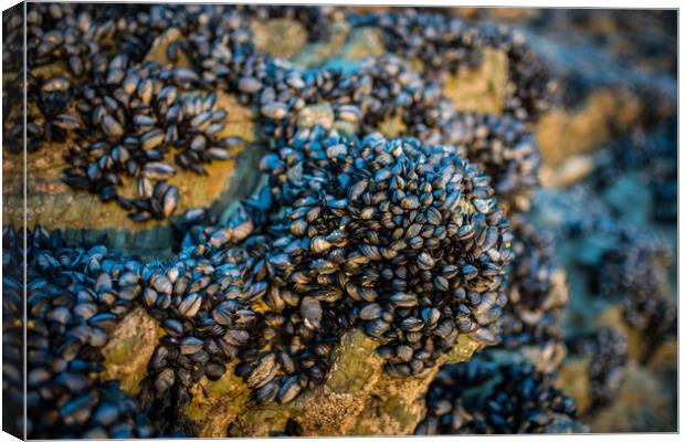 Mussels Canvas Print by David Wilkins