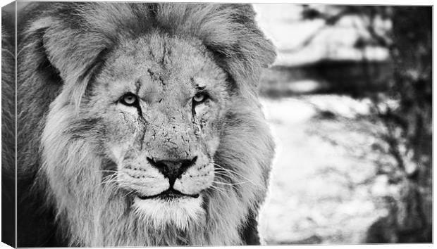 Lion face Canvas Print by Clare FitzGerald