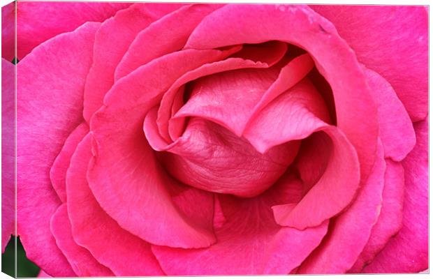 Pretty in Pink Canvas Print by Clare FitzGerald