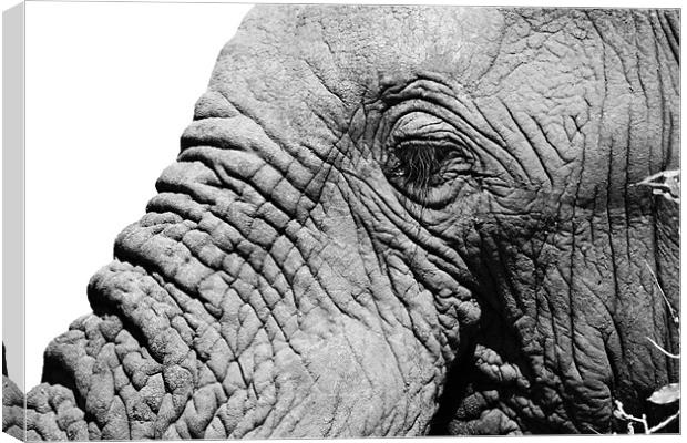 Elephant face Canvas Print by Clare FitzGerald