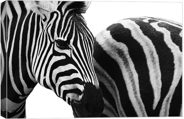 Zebra Crossing Canvas Print by Clare FitzGerald