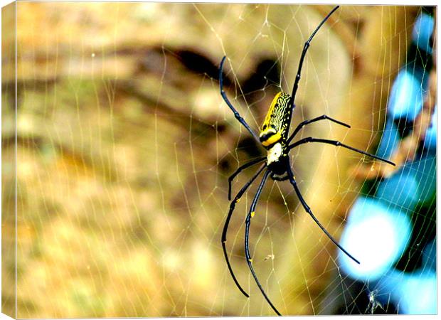 Spider Canvas Print by Ashley lakra