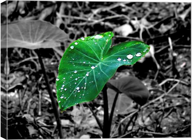 Leaf Canvas Print by Ashley lakra