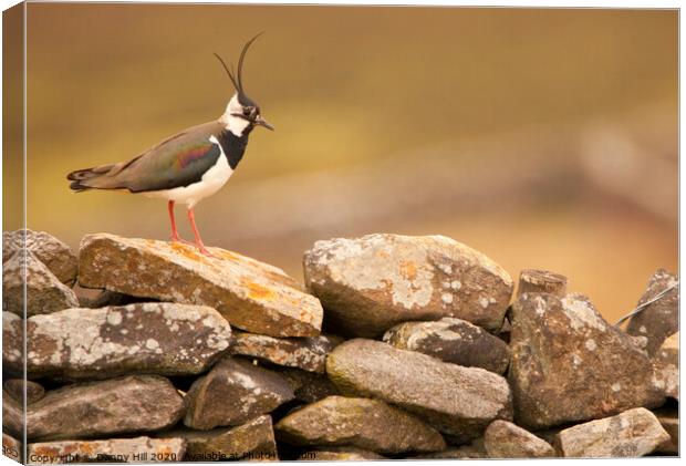 Lapwing on Yorkshire Dry Stone Wall Canvas Print by Danny Hill