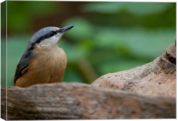 Nuthatch in woodland Canvas Print by Danny Hill