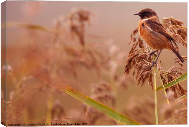Autumn Stonechat Canvas Print by Danny Hill
