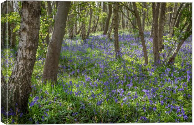 Bluebells Canvas Print by David Hare