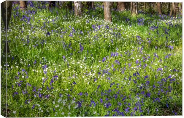 Woodland Flora Canvas Print by David Hare