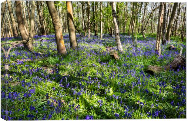 Carpet of Bluebells Canvas Print by David Hare