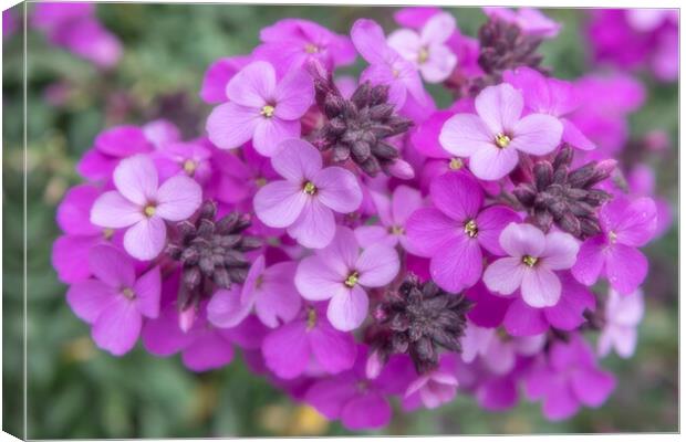 Small Purple Flowers Canvas Print by David Hare
