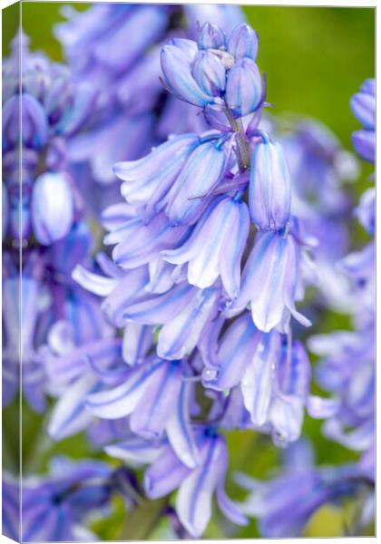 Blue Blue Bluebells Canvas Print by David Hare