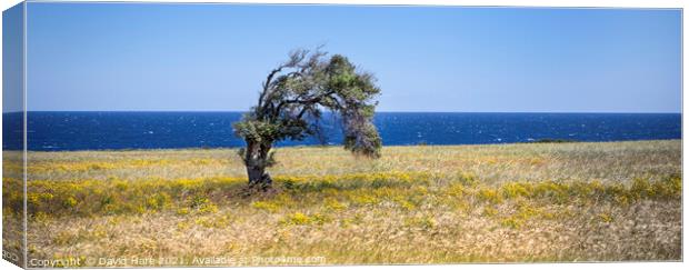 Single Cypriot Tree Canvas Print by David Hare