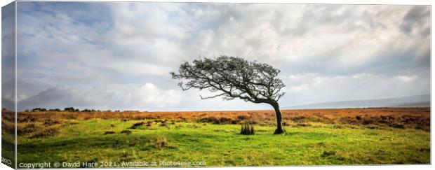 Single tree on Dartmoor Canvas Print by David Hare