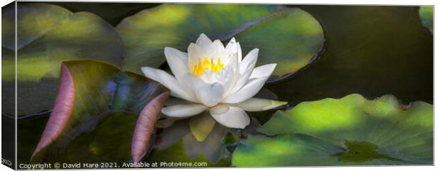 Water Lily Canvas Print by David Hare